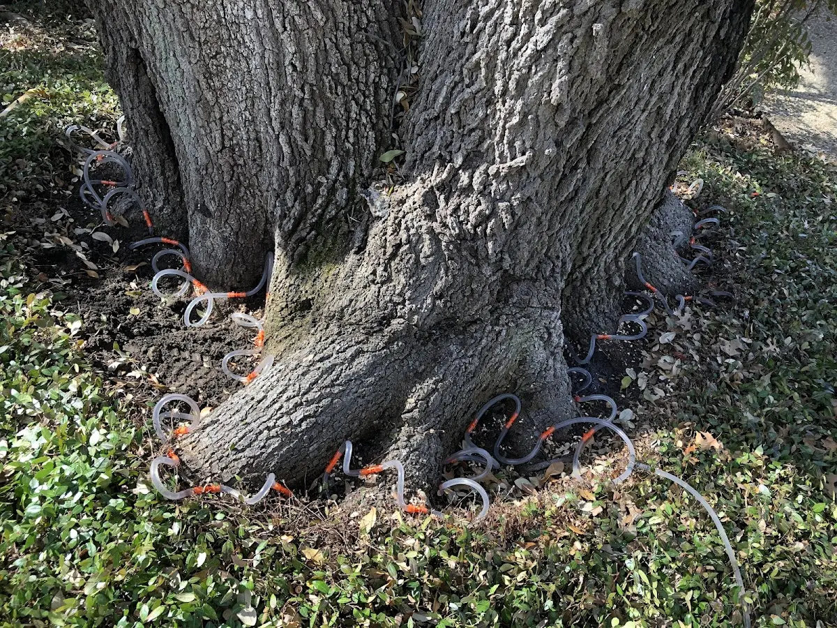Detailed Tree Cabling and Bracing job site in Tougaloo