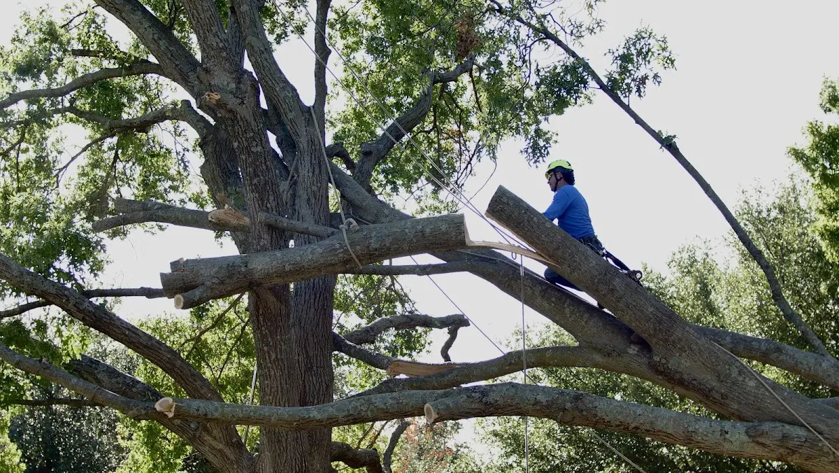 Professional Crown Thinning performed by certified arborists in Tougaloo